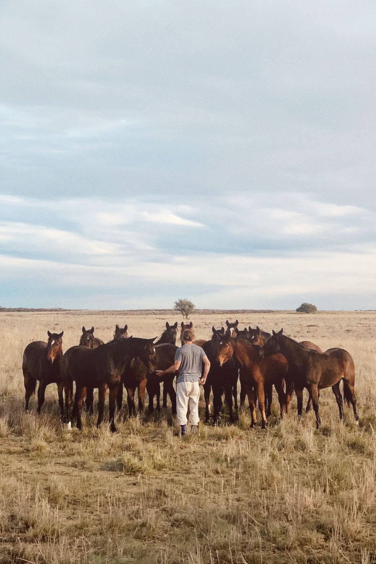 Antuwalung — cria de polo en el campo